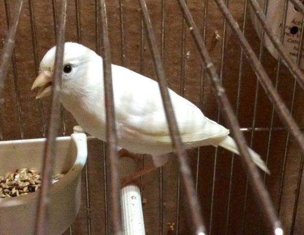 White Russian Female Canary