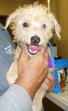 Wirehaired Terrier - Nike - Small - Young - Male - Dog