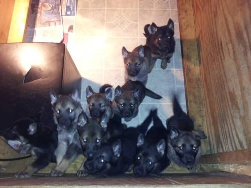 Working AKC German Shepards Imported Parents From CZECK, HOLLAND-