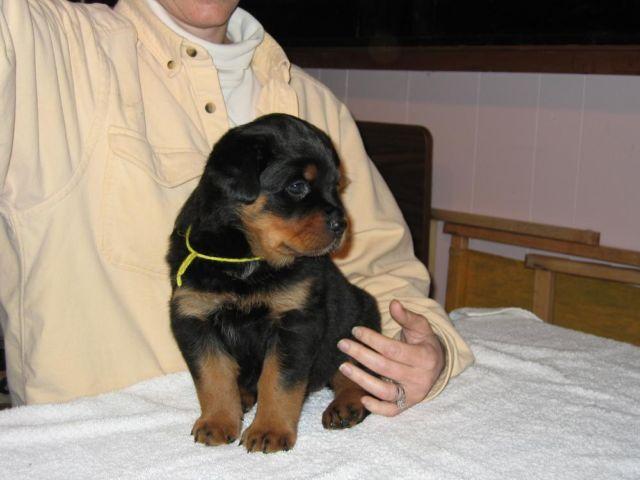 World Class Rottweiler Puppies ready for their new homes by 12-15-2014