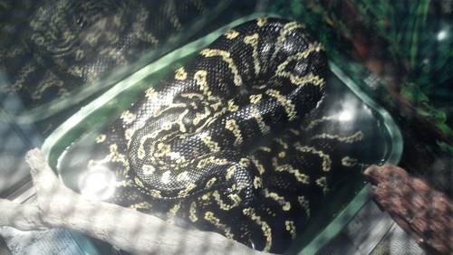 *Wow! Beautiful Pair Jungle Carpet Pythons!!!*