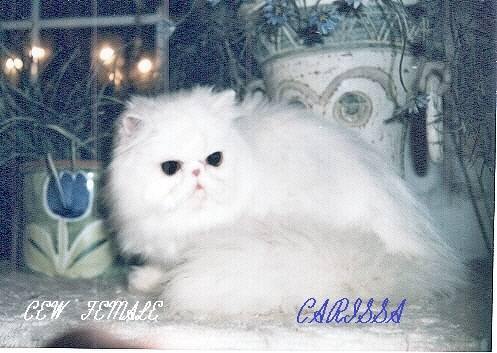 WOW!!!! really stunning persian kittens & young cats available!!!