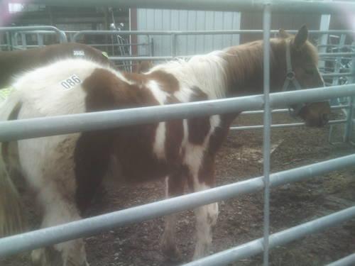 yearling filly dutch harness cross must go