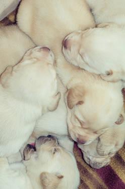 Yellow and Yellow Dudley Lab Pups