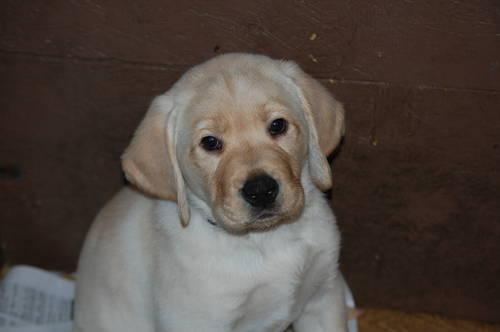 Yellow Lab pups 8 weels old