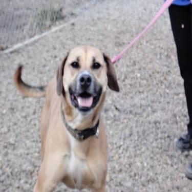 Yellow Labrador Retriever - Boone - Large - Young - Male - Dog