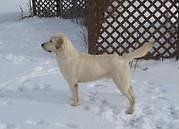 Yellow Labrador Retriever Puppies, AKC, Quality English lines