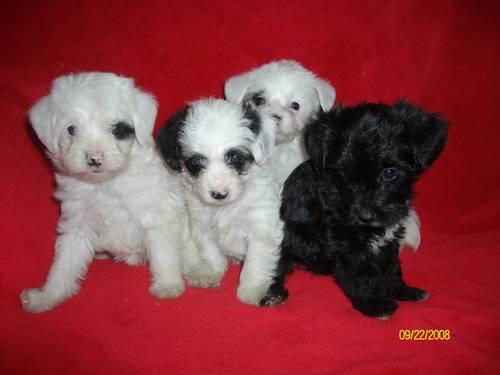 **Yorkie-poo puppies..no-shed cuties! **NEW PICS!