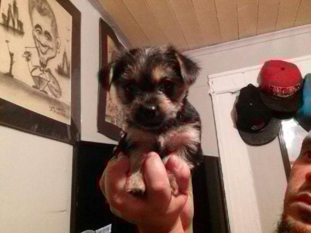 yorkie for sale