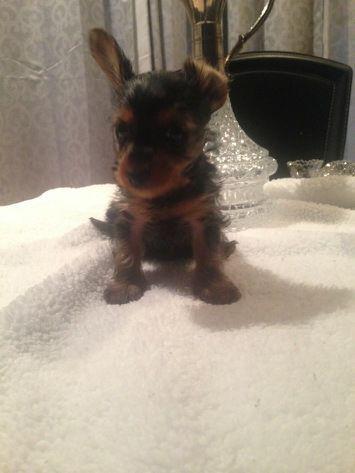 Yorkie male Puppy for sale.