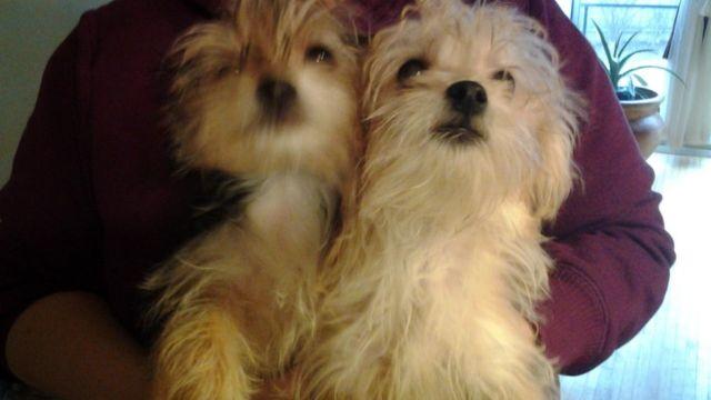 yorkie/maltese mix puppies1 male 1 female age 5-6 months