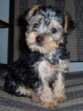 Yorkie Poo Puppy 10 Weeks (Sold)