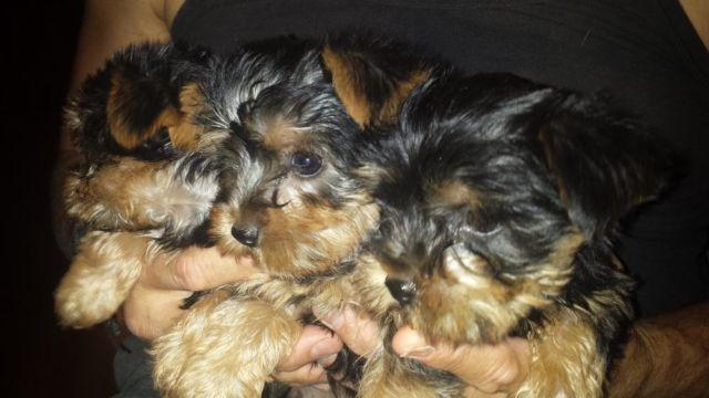 Yorkie puppies(Tcup) for sale