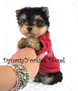 yorkie puppy available now.
