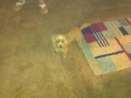 yorkiepoo female 6 months old pickup only good home only or trade for