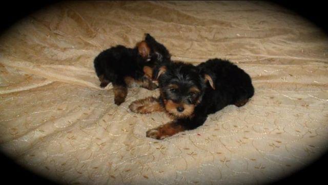 Yorkshire terrier 9 week old male puppy