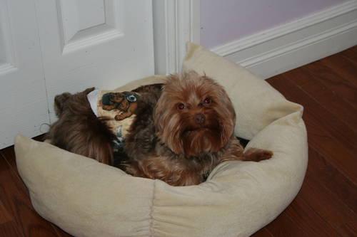 Yorkshire Terrier (AKC male adult)