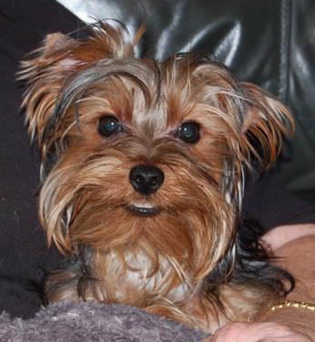 Yorkshire Terrier Male