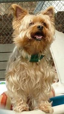 Yorkshire Terrier Pup 11 months