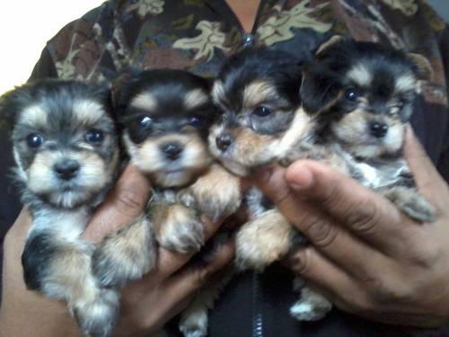 Yorkshire Terrier puppies ~ DOB 1/08/13 price reduced