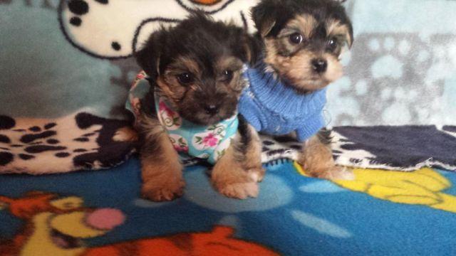 YORKSHIRE TERRIER PUPPIES - ready 12-5-14