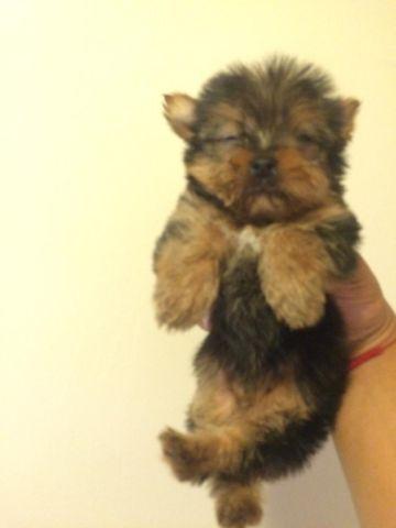 yorkshire terrier puppy female &male