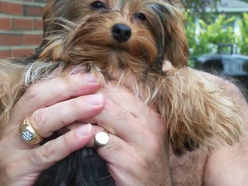 YORKSHIRE TERRIER PUPPY MALE