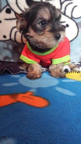 Yorkshire Terrier puppy - Male
