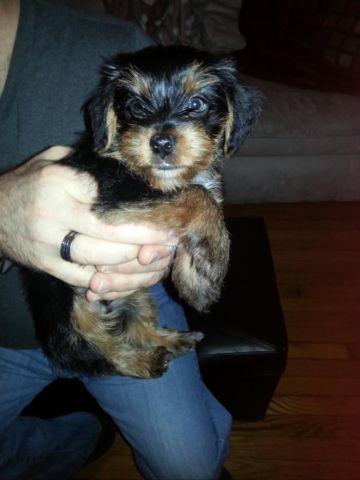 YORKSHIRE TERRIER TOY SIZE PUPPY CARRIES FOR PARTI MALE