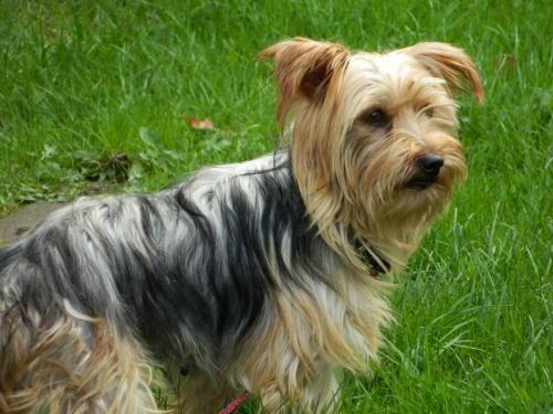 Yorkshire Terrier Yorkie - Autumn ~pending~ - Small - Adult