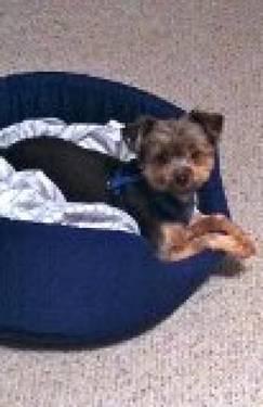 Yorkshire Terrier Yorkie - Chance - Small - Adult - Male - Dog
