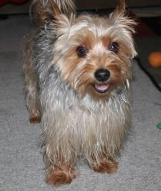 Yorkshire Terrier Yorkie - Penny - Small - Young - Female - Dog