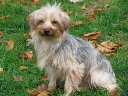 Yorkshire Terrier Yorkie - Sissy - Small - Young - Female - Dog