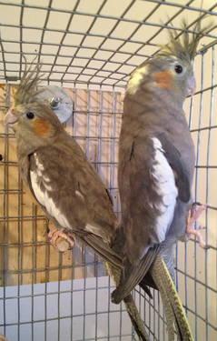 YOUNG & ADULT FEMALE COCKATIELS