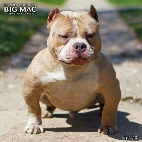 Young American bully male