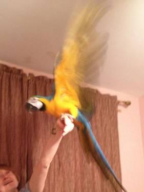 Young and Beautiful Macaw with her new cage