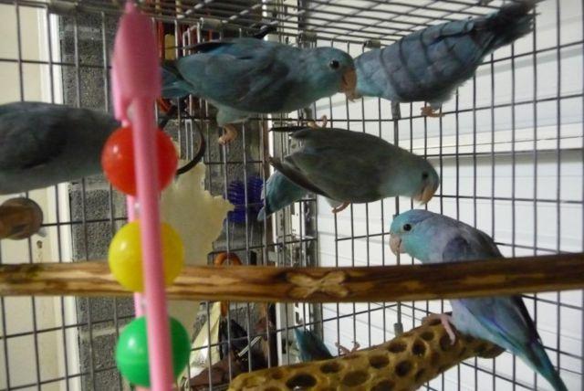 Young Blue parrotlet pairs and spares