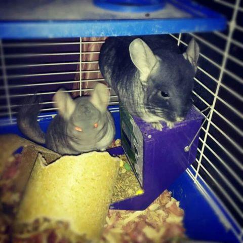 Young Chinchillas