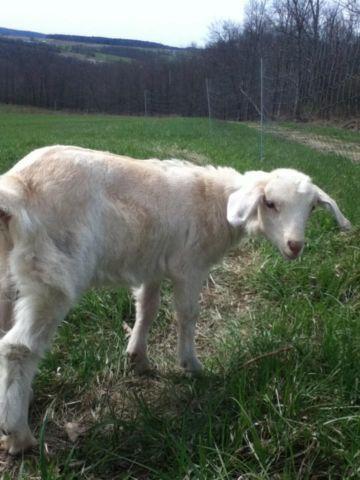 Young,Female Goat - 3 months old