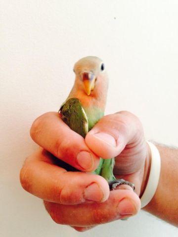 young female lovebird wanted