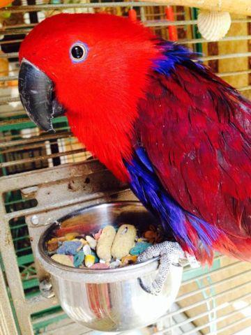 Young Gorgeous Female Eclectus (temporary cage and toys included)