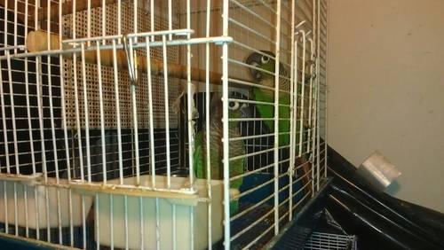 young green cheeks conure
