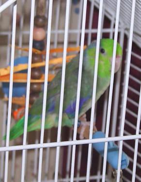Young Green Male Parrotlet