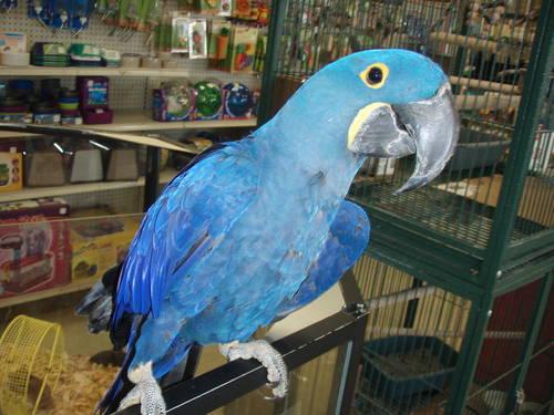 Young Pair Hyacinth Macaw for sale
