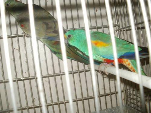 young pair of quaker parrots