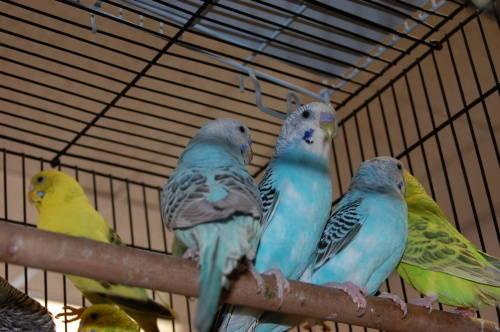 young parakeets