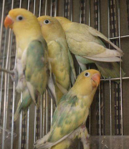 YOUNG PASTEL & PIED FISCHER LOVEBIRDS