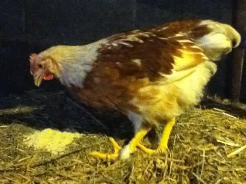 Young Red Star/Partridge Cochin Rooster