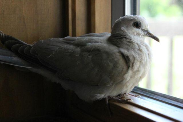 Young Ringneck Dove For Sale