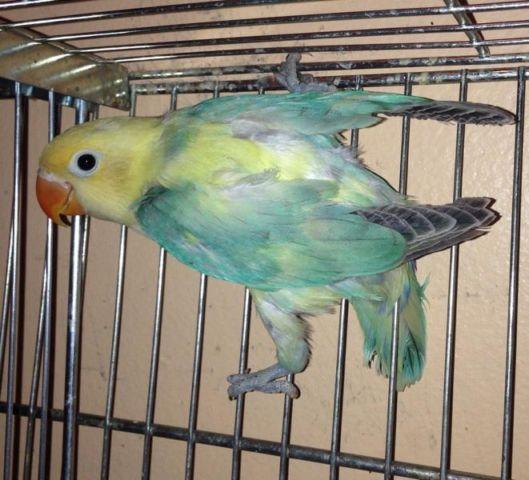 Young Sable lovebird